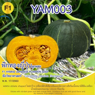 ฟักทองญี่ปุ่น YAM 003 บรรจุ 5 เมล็ด