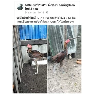 แคลเซียมCG สำหรับไก่ชน