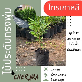 ไทรเกาหลี ถุงชำ4” ขนาด 20-30 cm (สั่งขั้นต่ำ 5 ต้น)