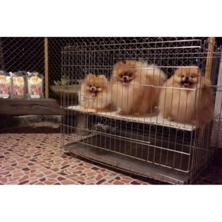 แชมพูและครีมนวด Chiffon Pet Clean : สำหรับสัตว์เลี้ยงที่คุณรัก❤️