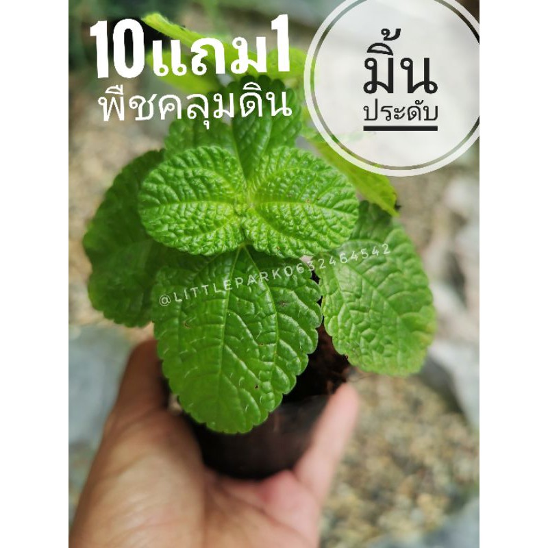 มิ้นประดับ​ แต่งสวน ต้นไม้พืชคลุมดิน​  ไม้มงคล  ไม้ในร่ม สระแหน่ จัดบ้าน แต่งสวน ต้นไม้มงคล ดิน เมล็ด ต้นกล้า ปุ๋ย กระถา