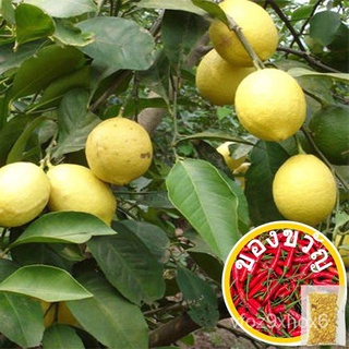 คุณภาพสูง เมล็ด/Lemon Tree Seed Edible Fruit Organic Garde Terrace Bonsai Plant L4Gc mKbr เมล็ด/อ/อินทรีย์ คละ สวนครัว ด