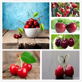 ถูก ใหม่ สายพันธุ์ของแท้ 100% 30PCS Cherry Seeds Fruit Seeds พันธุ์ไม้ผล ต้นไม้ประดับ แต่งบ้านและสวน Plants ต้นบอนไซ  DS