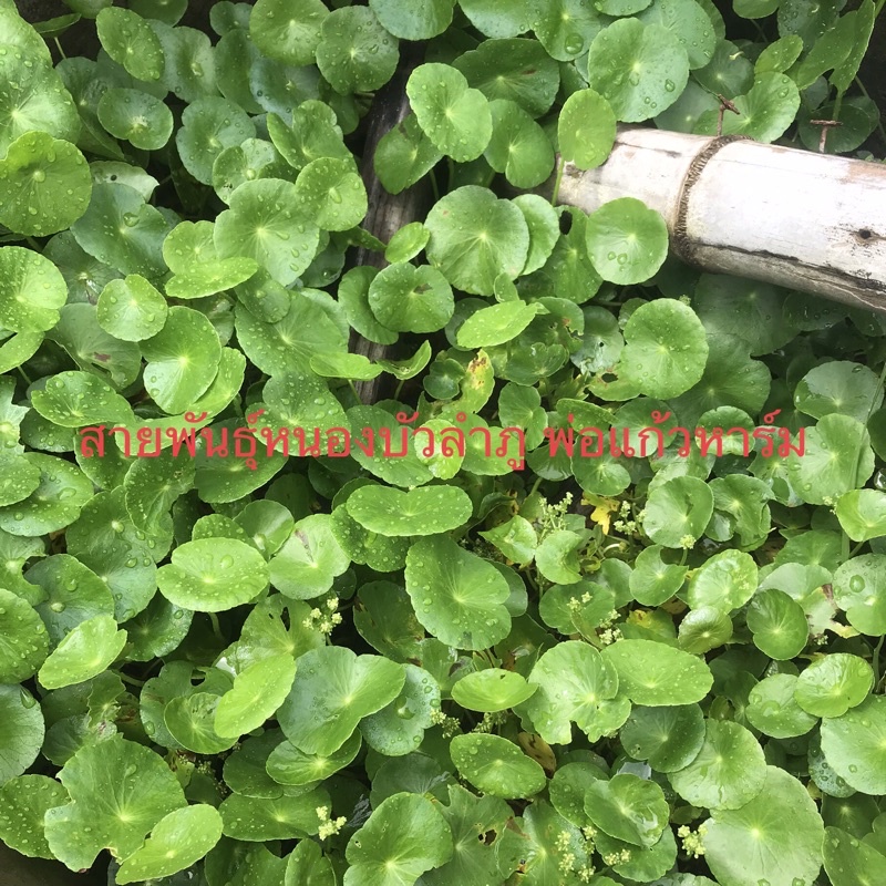 ต้นพันธุ์บัวบกสายพันธุ์หนองบัวลำภู10ต้น