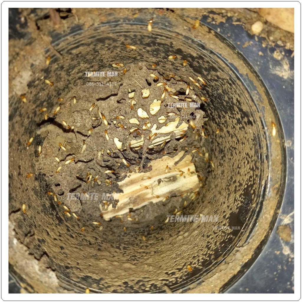 สถานีฝังดินป้องกันปลวกรุ่น TMM01 จำนวน 1 สถานีพร้อมไม้ล่อ 1 คู่ - รูปที่ 2