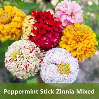 เมล็ดพันธุ์   ดอกบานชื่นเปปเปอร์มินท์สติ๊กคละสี 50 เมล็ด Peppermint Stick Zinnia Mixed