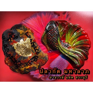 ปลากัดมหาลาภ อาจารย์ แฝด