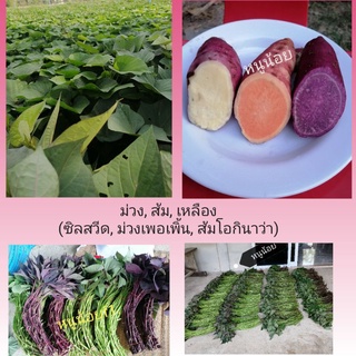 ยอดพันธุ์มันหวานญี่ปุ่น​แท้100% 1​ชุด60ยอด​ มีม่วง, ส้ม, เหลืองเนื้อหอมหวานอร่อย