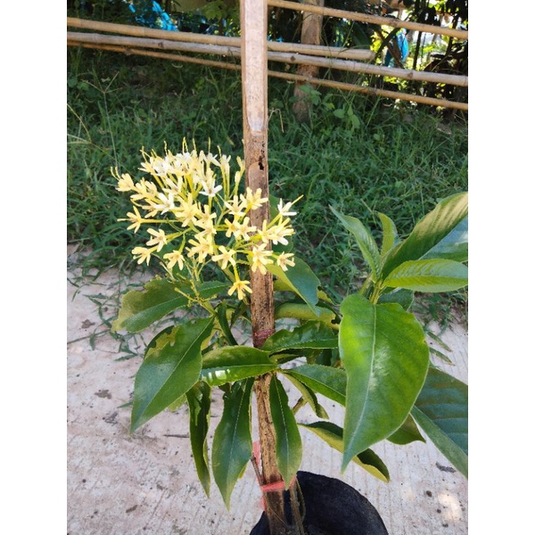 ต้นหอมเจ็ดชั้น#ดอกสวย#ดอกดก#ดอกหอมไกล ดอกออกตลอดปี สูง 50-60ซ.ม