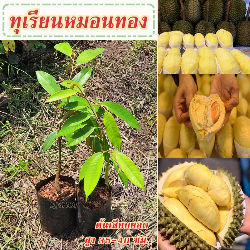 (1 ต้น)ต้นพันธุ์ทุเรียนหมอนทองจากอุตรดิตถ์ Durain Mongthong (ทุเรียนหมอนทอง)ต้นเสียบยอดสูงประมาณ35-40ซม. [1กล่อง/1ต้น]