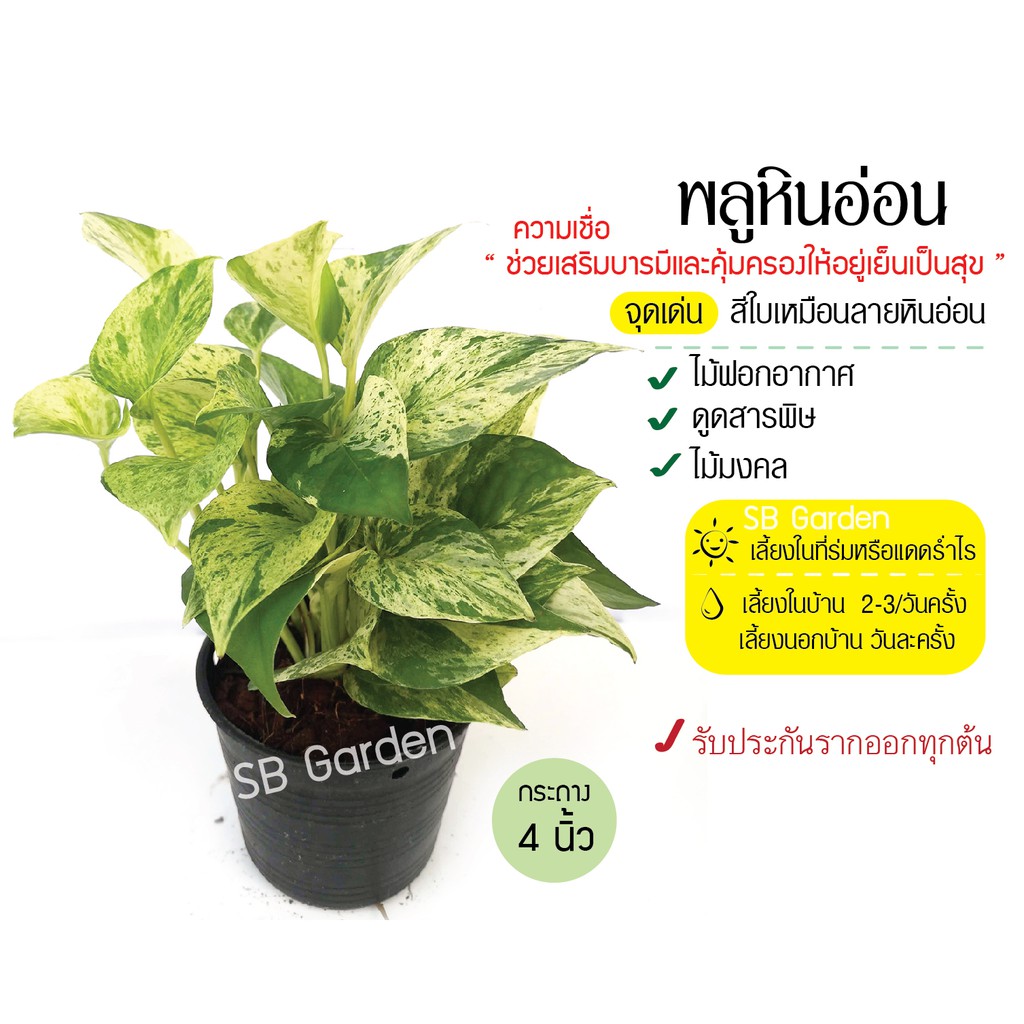 พลูหัวใจทอง กระถาง 3 นิ้ว ไม้ฟอกอากาศ ต้นไม้ในร่ม