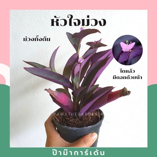 ต้นหัวใจม่วง ทั้งต้น ใบ ดอก มีสีม่วง