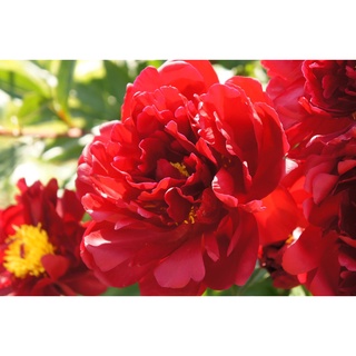 20 เมล็ด เมล็ดโบตั๋น ดอกโบตั๋น ดอกพีโอนี (Peony) สีแดง Red Peony