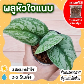 พลูหัวใจแนบ ต้นพลูหัวใจแนบ กระถาง 3 นิ้ว [แถมกาบมะพร้าวพร้อมปลูก] Scindapsus Pictus Exotica ลายชัดมาก ต้นไม้ประดับ