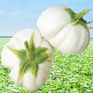 มะเขือฟักทอง🌱สีขาว📌ถูกที่สุด10 บ.📌เมล็ดมะเขือฟักทองขาว 20 เมล็ด☘️ปลูกง่าย🌱ขึ้นไว👉 ลูกดกมาก