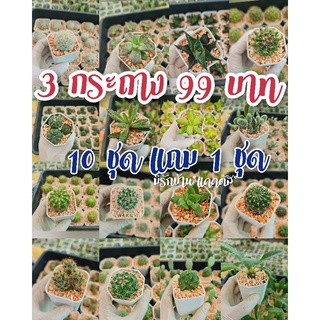 แคคตัส 99฿ ส่งทั้งกระถาง ชุดละ 3 กระถาง cactus พร้อมส่ง