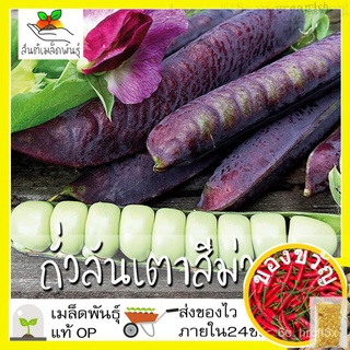 เมล็ดพันธุ์  ถั่วลันเตา สีม่วง 10 เมล็ด Purple Sugar Pea เมล็ดพันธุ์แท้100% นำเข้าจากต่างประเทศ ปลูกผัก สวนครัว ราคาถ/เม