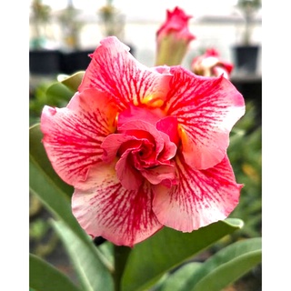 12 เมล็ด เมล็ดพันธุ์ ชวนชม สายพันธุ์ไต้หวัน ดอกซ้อน Adenium Seeds