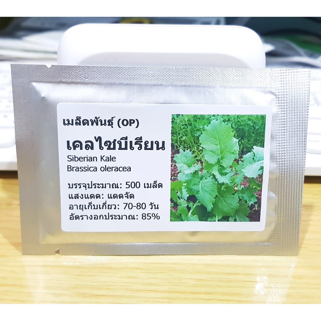 ผักคะน้าเคลไซบีเรียน - Siberian Kale