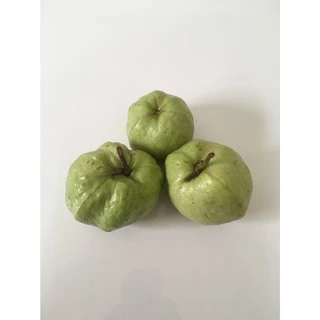 ฝรั่งกิมจู 1กิโล - ฝรั่งสดสะอาด ผักผลไม้สดใหม่