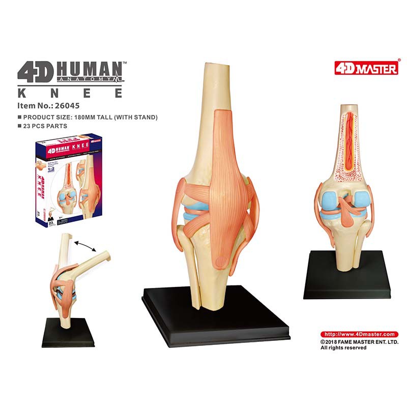 Human Anatomy Model 4D MASTERของเล่นประกอบเพื่อการศึกษาแบบจำลองกายวิภาคของอวัยวะข้อเข่าของมนุษย์การสอนทางการแพทย์DIYวิทย