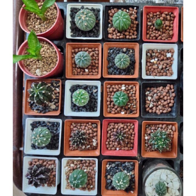 กระบองเพชร ต้นละ10บาท 5ต้น 35บาท แคคตัส ราคาถูก มีหลายพันธุ์ คละขนาด แอสโตร ยิมโน