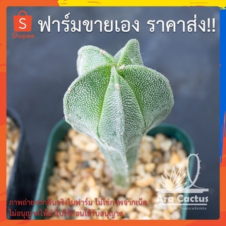 สวนขายเอง! แอสโตรมายริโอ Astrophytum myriostigma ไซส์กระถาง 2 นิ้ว แคคตัส กระบองเพชร ต้นไม้ประดับ อวบน้ำ  แคนตัส