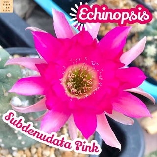 [อิชินอปซับเดนูดาต้าดอกชมพู] Echinopsis Subdenudata Pink ส่งพร้อมกระถาง แคคตัส Cactus Succulent Euphorbia ไม้หายาก