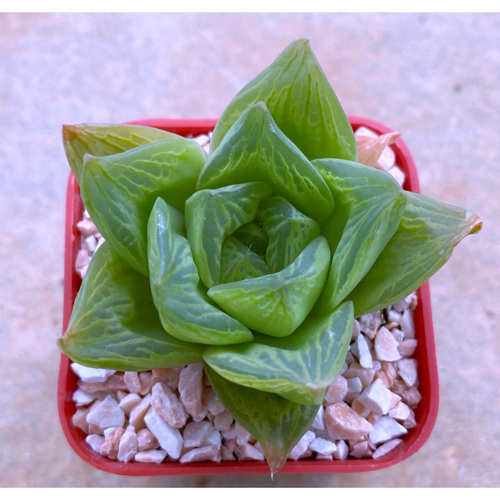 H.obtusa x retusa ‘Hoi An’ ฮอยอัน A056