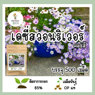 เมล็ดพันธุ์เดซี่สวอนริเวอร์ คละสี 500 เมล็ด เมล็ดพันธุ์OPแท้ อัตราการงอกสูง🌱