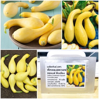 ขายดี สวนครัว/เมล็ดพันธุ์ ฟักทองสควอซ คอหงส์สีเหลือง (Yellow Crookneck Squash Seed) บรรจุ 30 เม/เมล็ด เมล็ดพันธุ์ ต้น