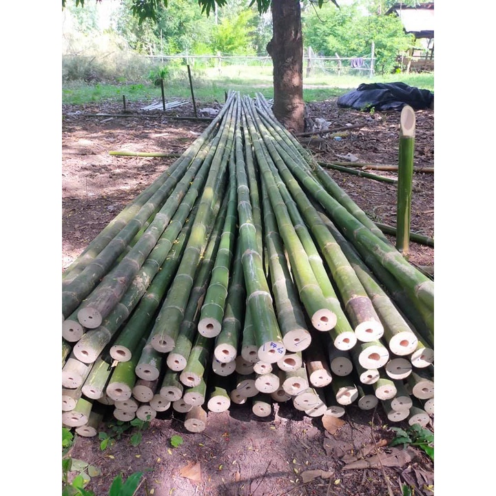 🎄ไผ่สร้างไพร ไผ่เลี้ยงลำ ไผ่เลี้ยงยักษ์ ลำใหญ่ ตรง ใช้งานได้หลากหลาย หน่อรับประทานได้ ต้นพันธ์ขุดเหง้าชำถุงรากเดินดีแล้ว - รูปที่ 4