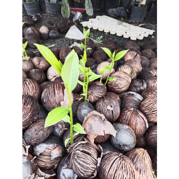 ต้น ตีนเป็ด ​ทะเล ไม้ประดับ​ ไม่เหม็น​ ดอกสวย​ ส่งต้นงอกแล้ว