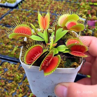 ไม้กินแมลง กาบหอยแครงปากแดง (Venus Flytrap Seed) 30 Seeds Potted Insectivorous ต้นไม้ฟอกอากาศ ไม้กินแมลงปากแดง (กาบหอยแค