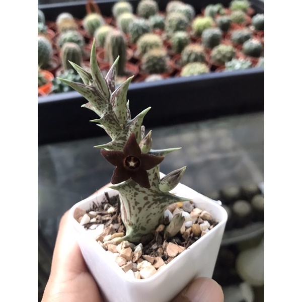 เก๋งจีน Orbea decaisneana กระถาง 2 นิ้ว