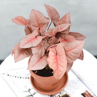 ✗▫۩50pcs Rare Plant Seed Garden Plant Syngonium Podophyllum Pot Bonsai Plant Seed Pink Plant手链/木瓜/头饰/向日葵/园艺/玫瑰/花园/鲜花//กุ