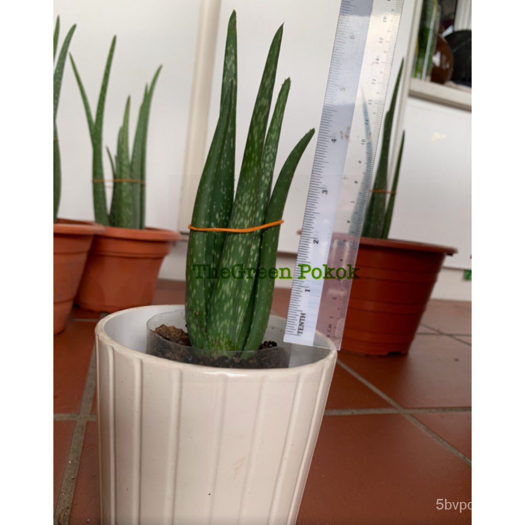 เด็กorganเด็กorganเด็กorganเด็ก ////////////////////////////////// เด็ก ////////////////////////////