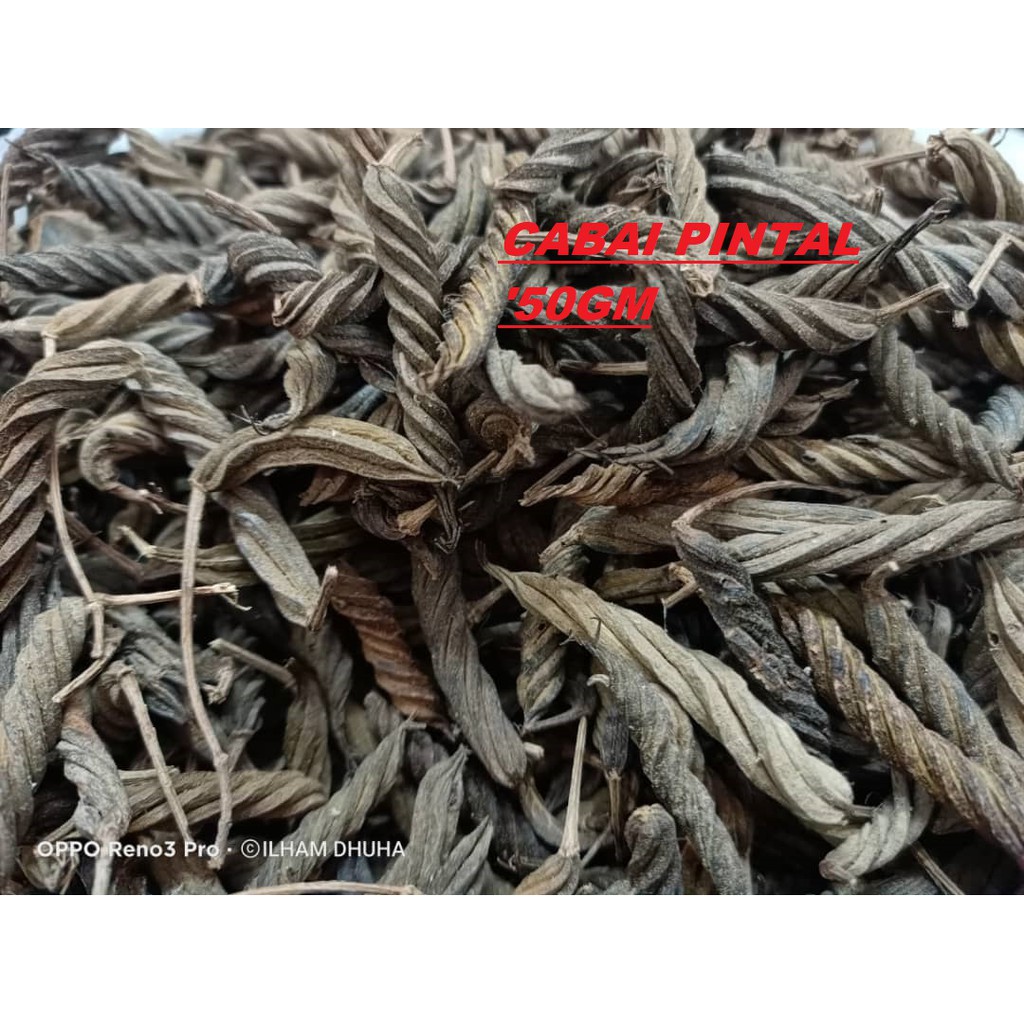 50GM / PINTAL CABAL / PINTAL PEPPER / PINTAI PEPPER / PINTAI CHILI / PINTAI CABAL / CHILI