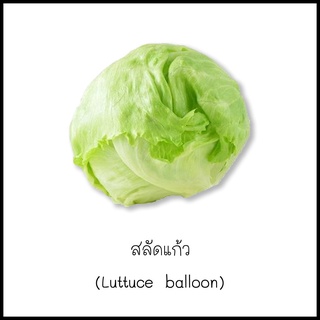 เมล็ดผักกาดแก้ว หรือสลัดแก้ว  (Lettuce balloon) 100 เมล็ด [10 แถม 1 คละได้]