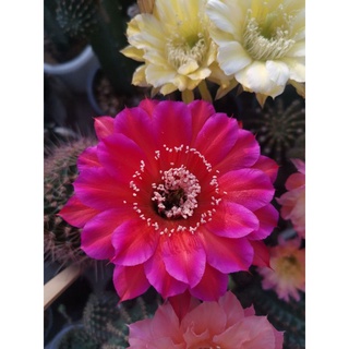 กระบองเพชรหน่อเด็ดสด cactus Echinopsis Oracle × Kleopatra  ไม้นำเข้า ออกดอกในไทยแล้ว  ขนาดหน่อ 2.5 - 3 ซม.