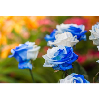 30 เมล็ด เมล็ดพันธุ์ กุหลาบ สตาร์แอนด์สไตร้พส์ Stripes Rose Seeds สี ขาว-น้ำเงิน ดอกใหญ่ นำเข้าจากต่างประเทศ พร้อมคู่มือ