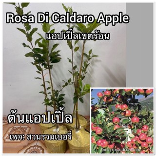 ต้นแอปเปิ้ล แอ๊บเปิ้ล ROSA DI CALDARO