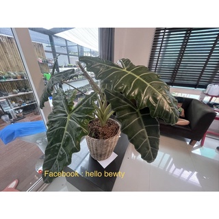 Alocasia Pseudosanderiana แก้วหน้าม้าโบราณ ต้นแม่ติดด่าง