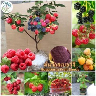 เมล็ดพันธุ์ ต้นราสเบอร์รี่ 1000เมล็ด Raspberry Fruit Seed เมล็ดพันธุ์ผลไม้ ต้นพันธุ์ผลไม้ เมล็ดบอนสี บอนไซ ต้นไม้แคระ