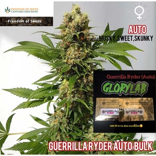 เมล็ด กัญชา นอก Guerrilla Ryder(Auto) ค่ายFreedom of Seeds ‼️พร้อมส่ง‼️ ของแท้ตรงปก💯