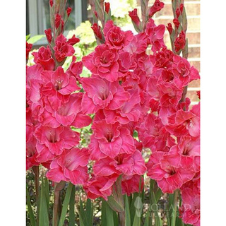 10หัว/ชุด สีชมพู แกรนดิโอลัส (Gladiolus) หรือดอกซ่อนกลิ่นฝรั่ง เป็นดอกไม้แห่งคำมั่นสัญญา ความรักความผูกพัน ดอกแห่งรักแท้