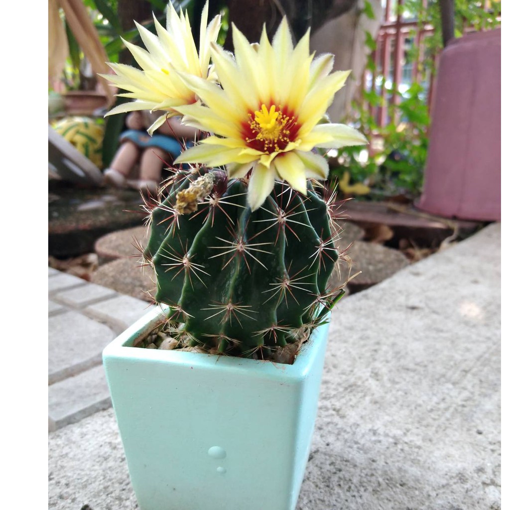 ดินสำหรับปลูกแคคตัสและไม้อวบน้ำ ประกอบด้วย 11 ส่วนผสม ผสมสำเร็จพร้อมปลูก นน. 500 กรัม - รูปที่ 2