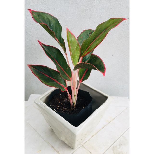 อันดับหนึ่ง 97+ ภาพพื้นหลัง ต้นแสงเงินแสงทอง ครบถ้วน