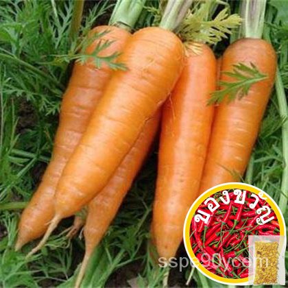 ขายดี สวนครัว/100pcs Carrot Seeds Fruit Vegetable Seeds Sweet And Healthy Plant Home Garden N/อินทรีย์ คละ สวนครัว คะน้า