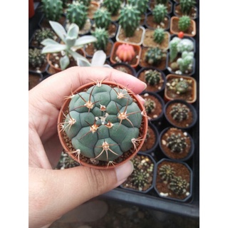 Gymnocalycium Saglionis กระบองเพชร แคคตัส